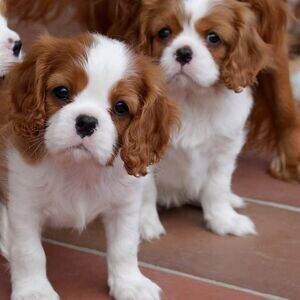 cavalier king Charles spaniel puppies | PostAds PH