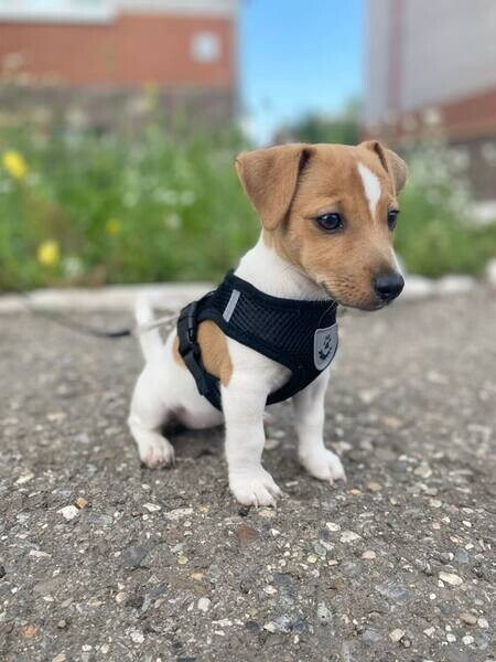 Rat Terrier puppies available male and female 