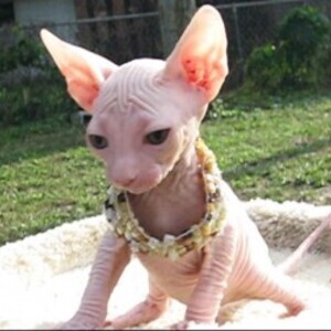 Don't miss out on these Sphynx Kittens Viber:+63-9481-451-325 | PostAds PH