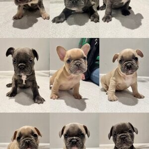 French Bulldog (Mia and Spotty) | PostAds PH