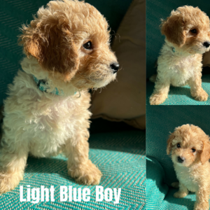 F1b Cavapoo Puppies homebred | PostAds PH