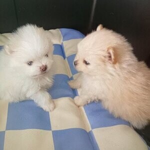 Pomeranian puppies | PostAds PH