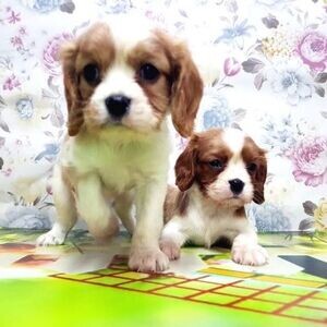 Cavalier King Charles Spaniel | PostAds PH