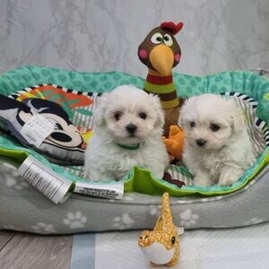 KC registered maltese | PostAds PH