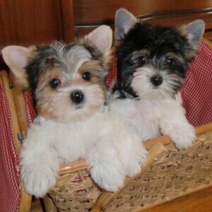 Biewer Terrier puppies male and female available | PostAds PH