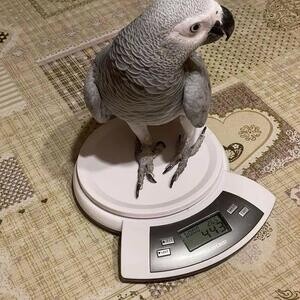 Amazing Talking African Grey Parrots | PostAds PH