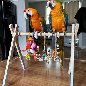 Blue and Gold Macaw Parrots Available Sale | PostAds PH