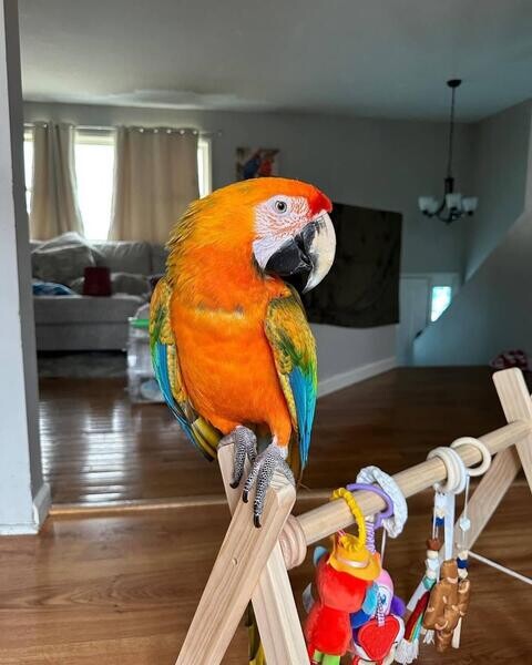 Amazing Talking Blue and Gold Macaw Parrots Available sale