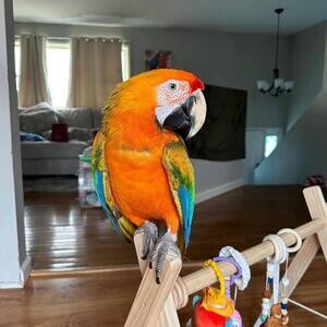 Amazing Talking Blue and Gold Macaw Parrots Available sale | PostAds PH
