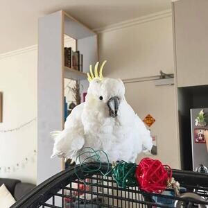 Cute Cockatoo parrots for sale | PostAds PH