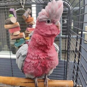 Amazing Talking Cockatoo parrots for sale | PostAds PH