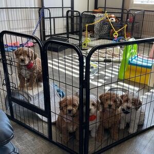 Cavapoo Puppies for adoption.Please contact us on Viber: (+639660614145) | PostAds PH