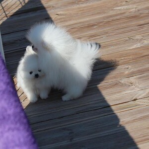 Beautiful T Cup Pomeranian Puppy.Please contact us on Viber: (+639660614145) | PostAds PH