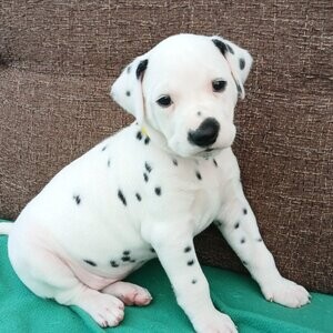 2 Dalmatian Girls For Sale. 1 Black Spotted. 1 Liver Spotted | PostAds PH