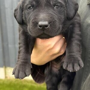 Kc reg pedigree Labrador puppies for sale | PostAds PH