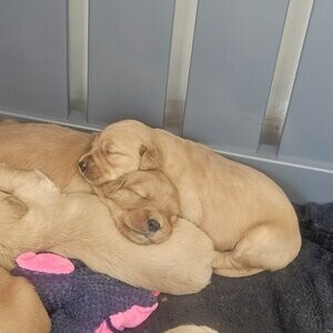 golden retriever Puppies | PostAds PH