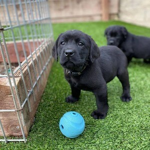 Beautiful Labrador Retriever puppies for your home.Please contact us on Viber: (+639660614145) | PostAds PH