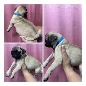 Home Trained Pug Puppies.Please contact us on Viber: (+639660614145) | PostAds PH