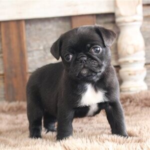Quality Pug Puppies.Please contact us on Viber: (+639660614145) | PostAds PH