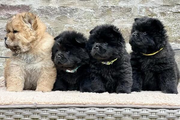 Chow Chow Puppies.Please contact us on Viber: (+639660614145)