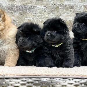 Chow Chow Puppies.Please contact us on Viber: (+639660614145) | PostAds PH