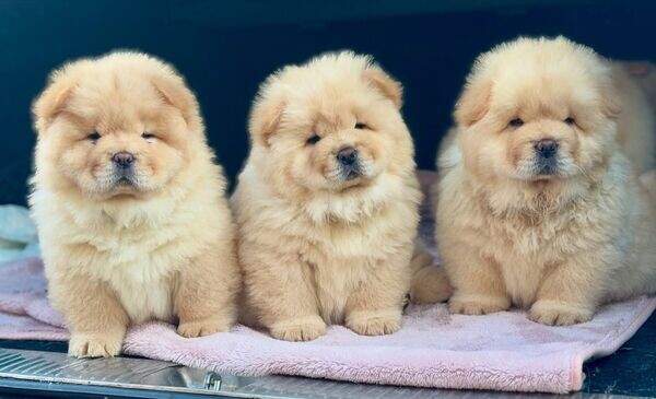 Cute Chow Chow Puppies For Adoption .Please contact us on Viber: (+639660614145)
