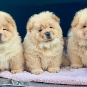 Cute Chow Chow Puppies For Adoption .Please contact us on Viber: (+639660614145) | PostAds PH