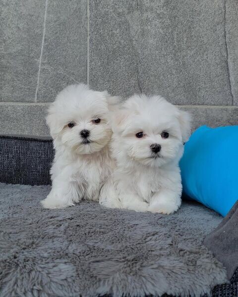 Maltese Puppies For Adoption.Please contact us on Viber: (+639624221392)