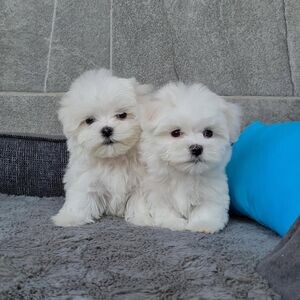 Maltese Puppies For Adoption.Please contact us on Viber: (+639624221392) | PostAds PH