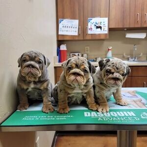 English Bulldog Puppies for Sale.Please contact us on Viber: (+639624221392) | PostAds PH