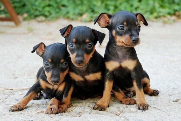 Pedigree Dobermann Puppies.Please contact us on Viber: (+639624221392)