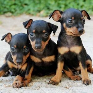 Pedigree Dobermann Puppies.Please contact us on Viber: (+639624221392) | PostAds PH