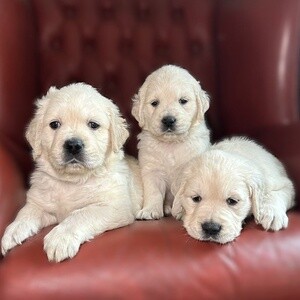 Well Trained Golden Retriever Puppies For Sale.Please contact us on Viber: (+639624221392) | PostAds PH