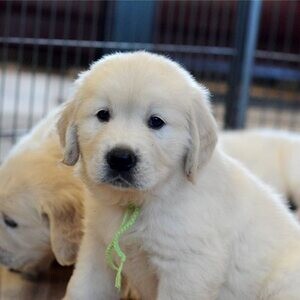 Golden Retriever Puppies.Please contact us on Viber: (+639624221392) | PostAds PH