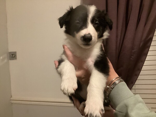 Beautiful Border Collie Puppies For Adoption.Please contact us on Viber: (+639624221392)