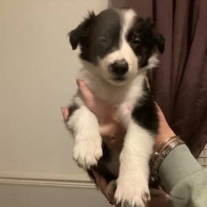 Beautiful Border Collie Puppies For Adoption.Please contact us on Viber: (+639624221392) | PostAds PH