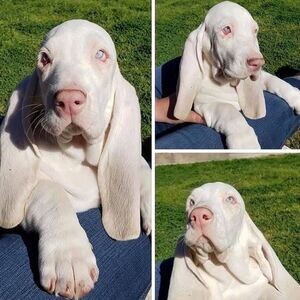 Basset Hound Puppies.Please contact us on Viber: (+639624221392) | PostAds PH