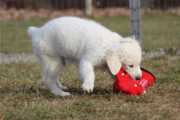 Lovely Golden Retriever Puppies Available for sale
