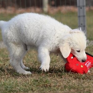 Lovely Golden Retriever Puppies Available for sale | PostAds PH