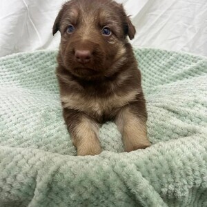 German Shepherd Puppy | PostAds PH