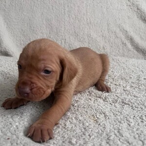 HUNGARIAN VIZSLA PUPS | PostAds PH