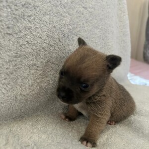 Jack russel pupps | PostAds PH
