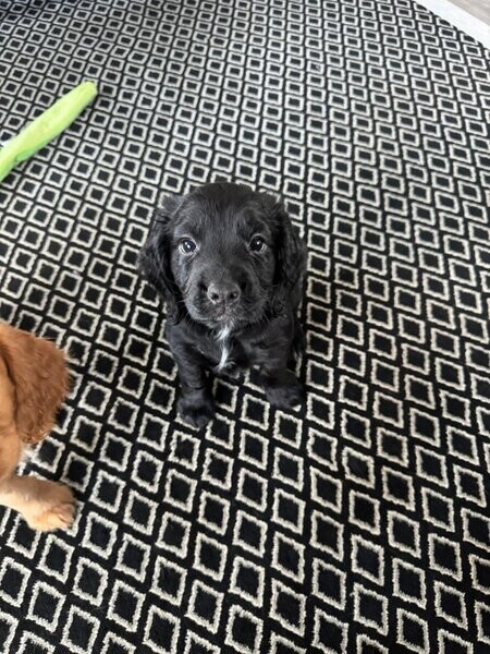 cocker spaniels puppies