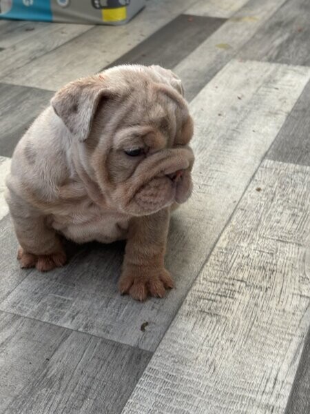 English bulldog puppy’s