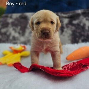labrador retrievers | PostAds PH