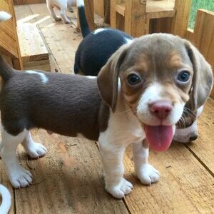 pocket beagle puppies male and female | PostAds PH