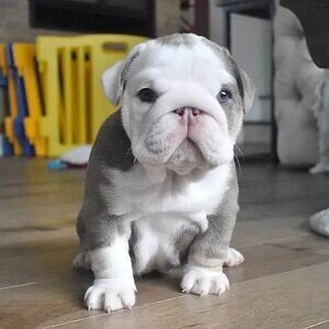 English Bulldog male and female | PostAds PH