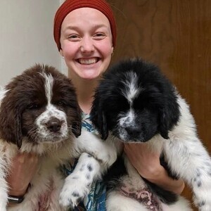 Male and female Newfoundland puppies | PostAds PH