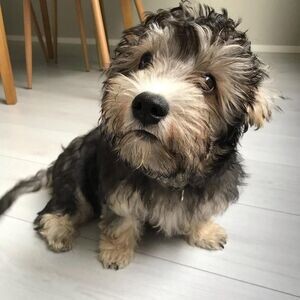 Dandie Dinmont Terrier | PostAds PH