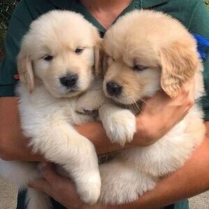 golden retriever male and fem | PostAds PH